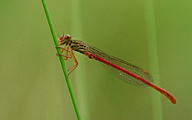 Small Red Damsel (Ceriagrion Tenellum)